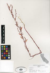 Herbarium Sheet of 